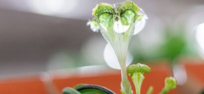 Ceropegia Sandersonii