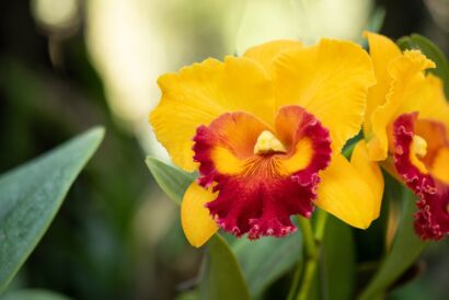 Orquídea Cattleya