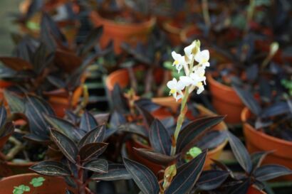 a Ludisia discolor