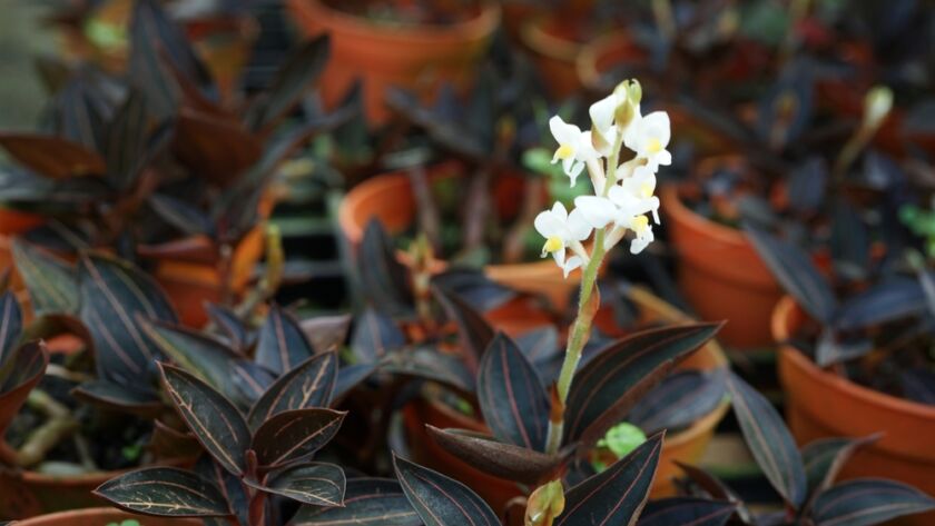 a Ludisia discolor