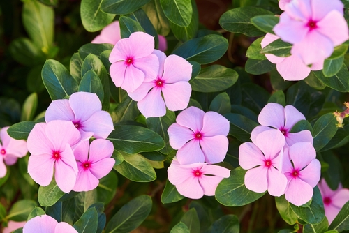 Conheça mais quatro opções incríveis de flores e plantas para o segundo mês do ano