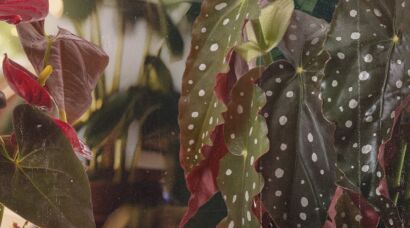Plantas no Outono