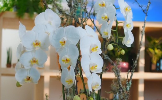 Arranjo com orquídea branca