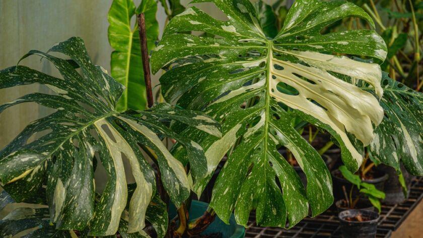 Monstera Thai Constellation