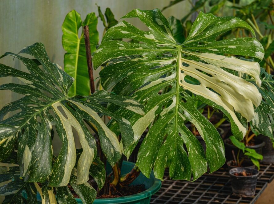 Monstera Thai Constellation