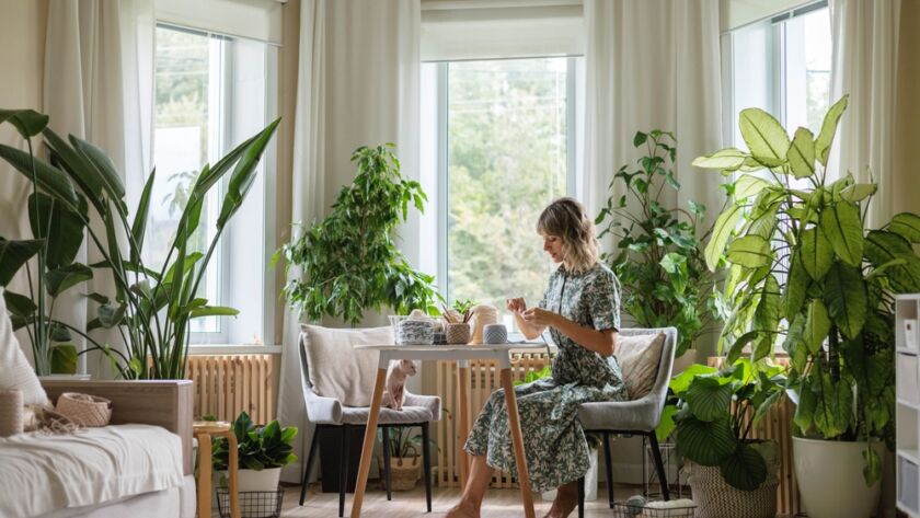 Semana de Plantas de Interior
