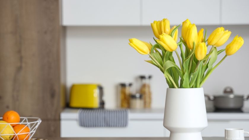 Tudo sobre Tulipas