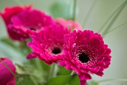 Gerbera Rosa