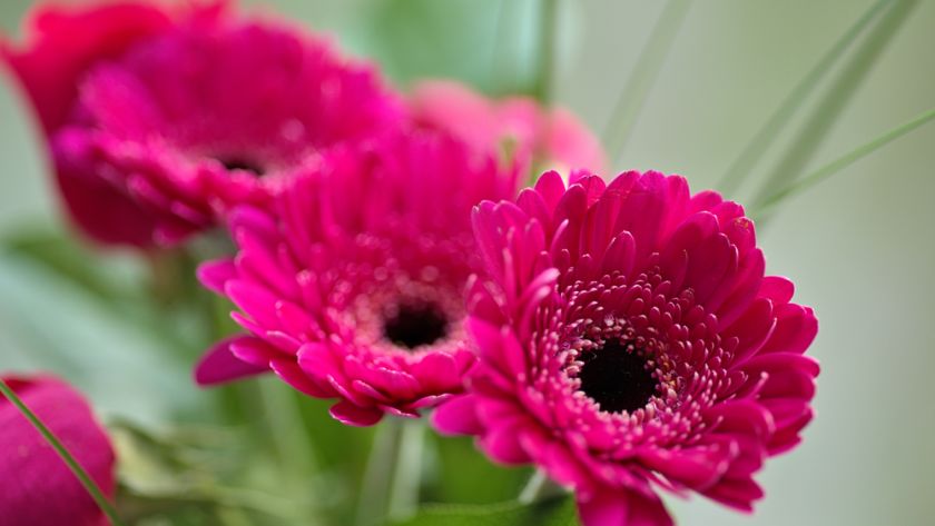 Gerbera Rosa