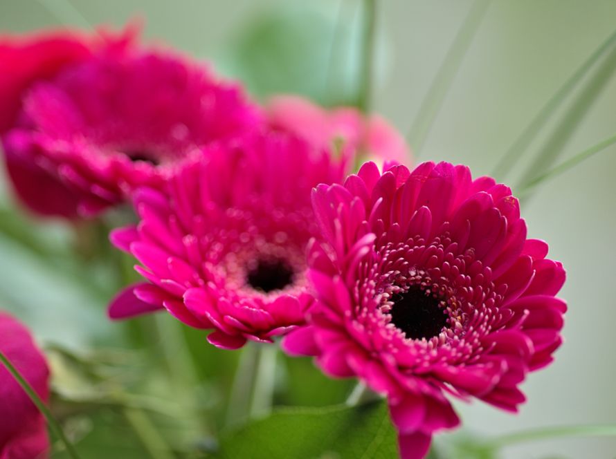 Gerbera Rosa