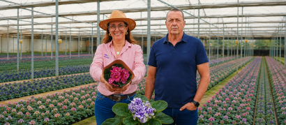 Produção de violetas